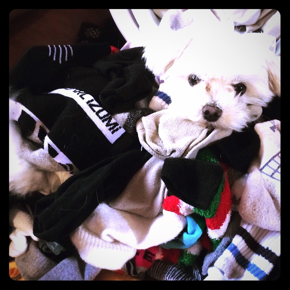Animal-friendly, we have 1 dog and a cat...